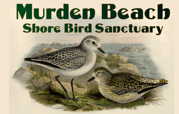 Murden Font: A Vintage Touch for Business Branding